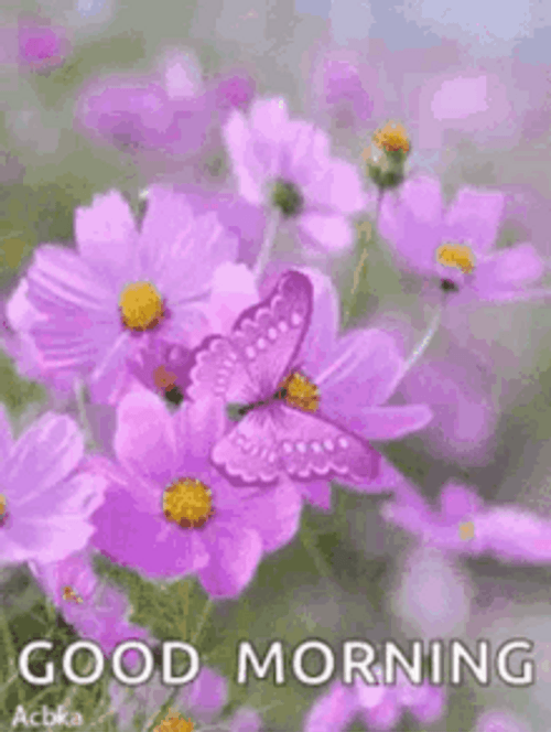 Good Morning Beautiful Purple Flowers And Butterfly GIF