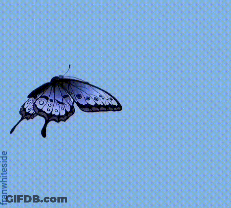 Good Morning Blue Butterfly And Daisies GIF