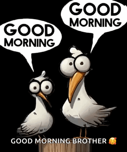 Good Morning Brother Birds With Big Eyes GIF