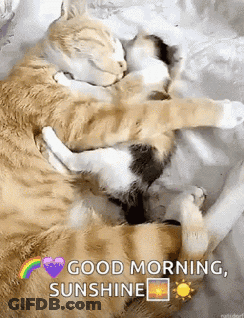 Good Morning Cat And Kitten GIF