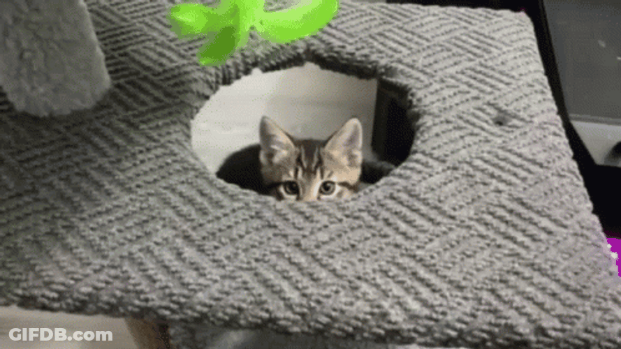 Good Morning Cat Coming Out GIF