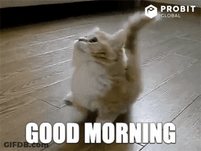 Good Morning Cat Confused GIF