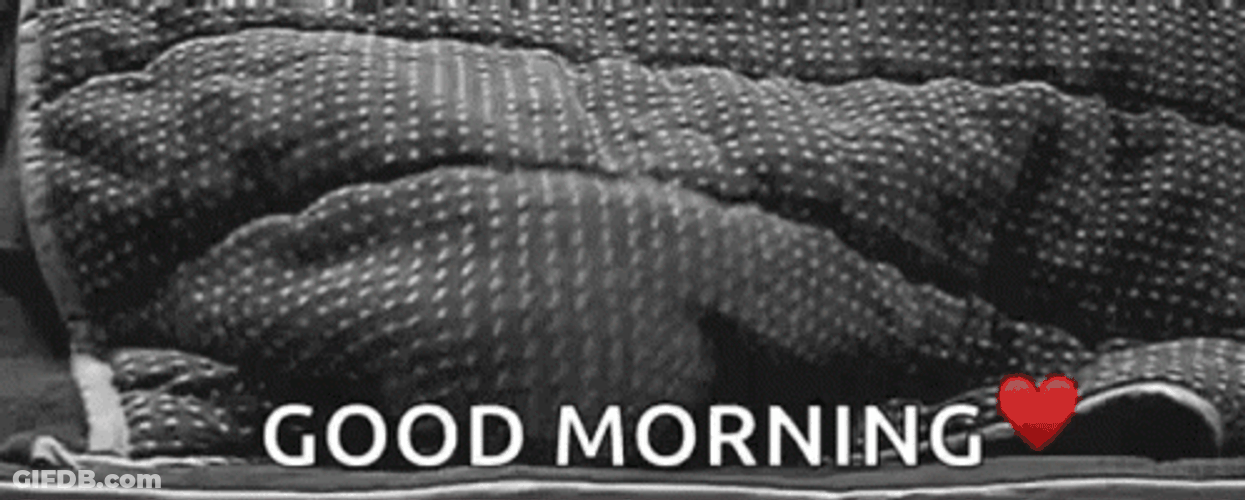Good Morning Cat Cover Blanket GIF
