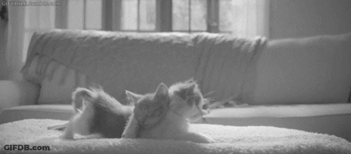 Good Morning Cat Cuddling GIF