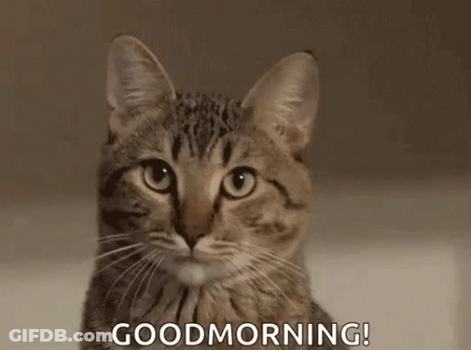 Good Morning Cat Cute Yawn GIF