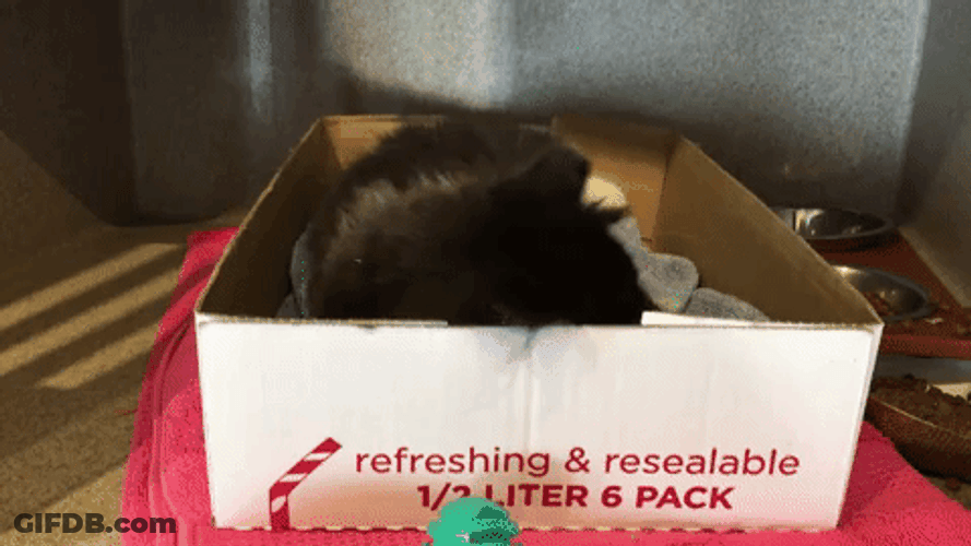 Good Morning Cat In Box GIF