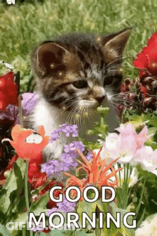 Good Morning Cat In Field GIF