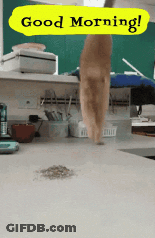 Good Morning Cat Intense Stretch GIF