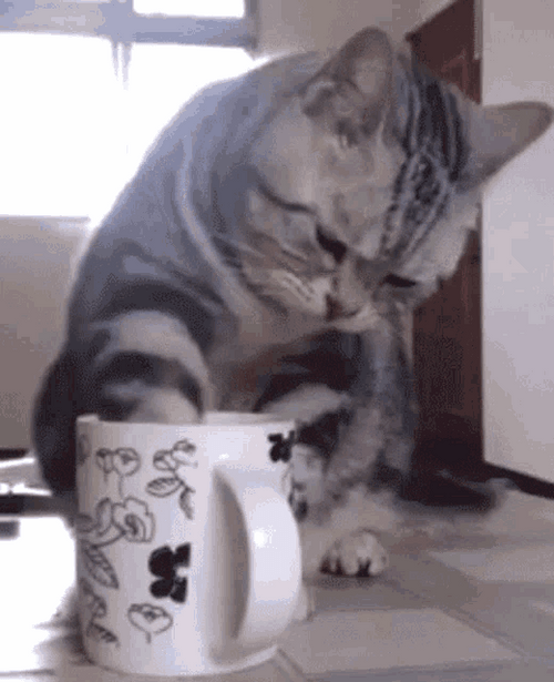 Good Morning Cat Licking Coffee GIF