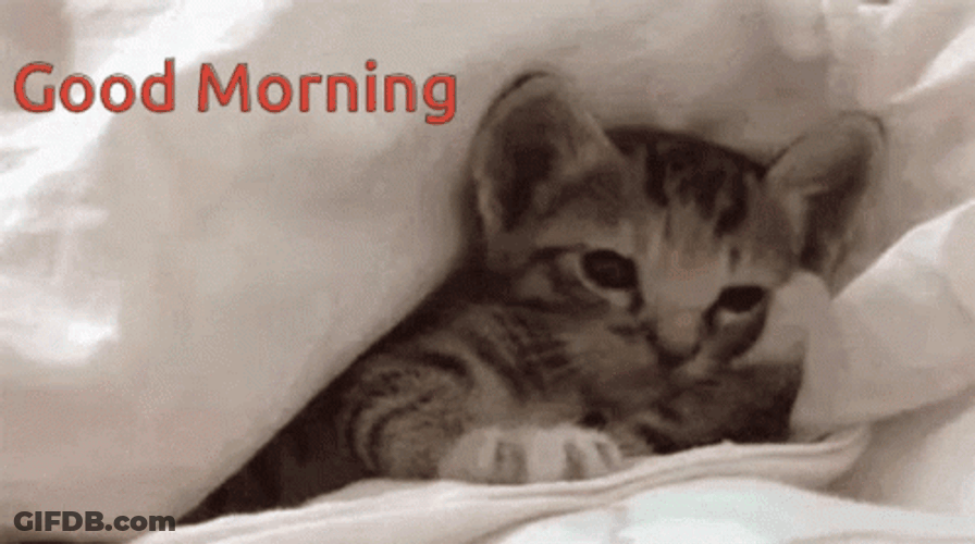 Good Morning Cat Licks Paw GIF