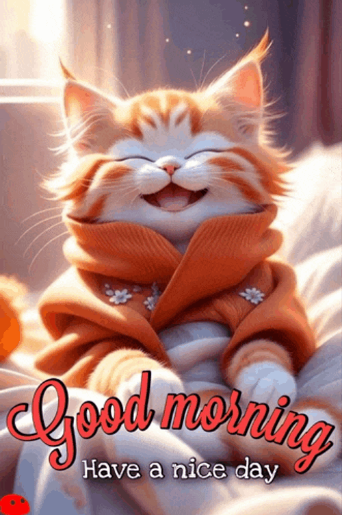 Good Morning Cat Meme GIF