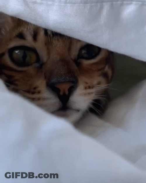 Good Morning Cat Meow GIF