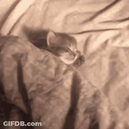 Good Morning Cat Newborn GIF