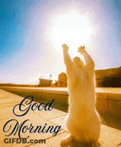 Good Morning Cat Reaching Up To Sun GIF