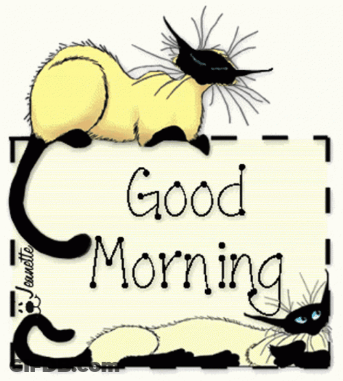 Good Morning Cat Siamese GIF