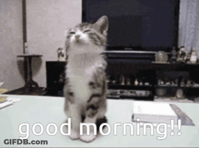 Good Morning Cat Sleepy GIF