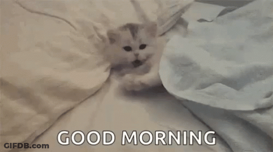 Good Morning Cat Small Yawn GIF