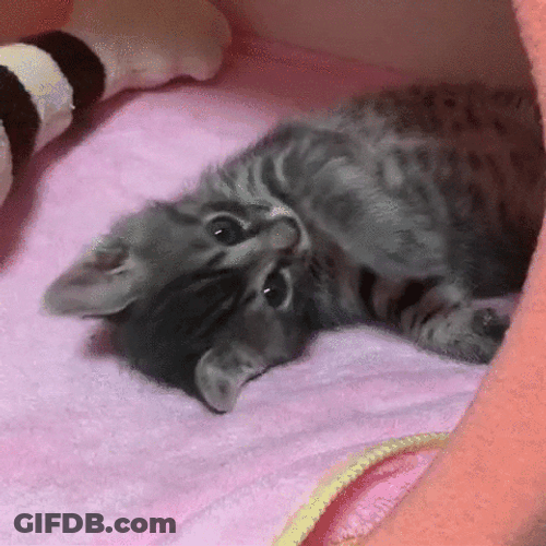 Good Morning Cat Stretching GIF