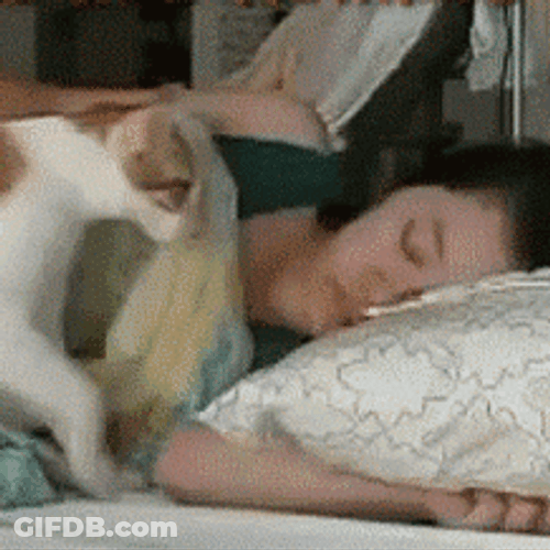Good Morning Cat Waking Owner GIF