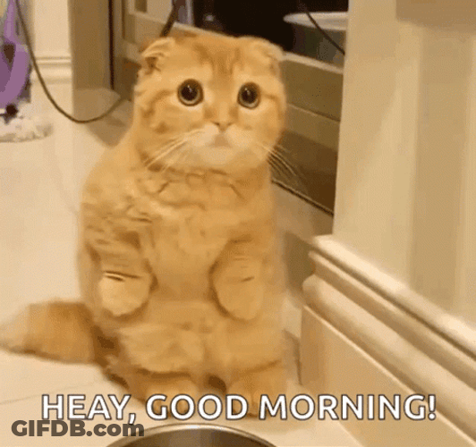 Good Morning Cat Wave GIF