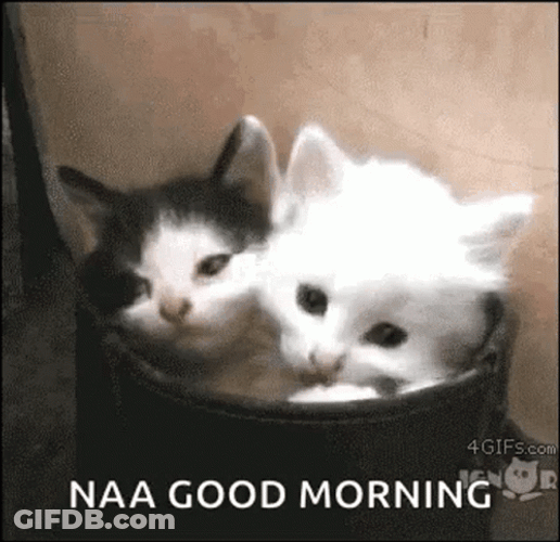 Good Morning Cats In Container GIF