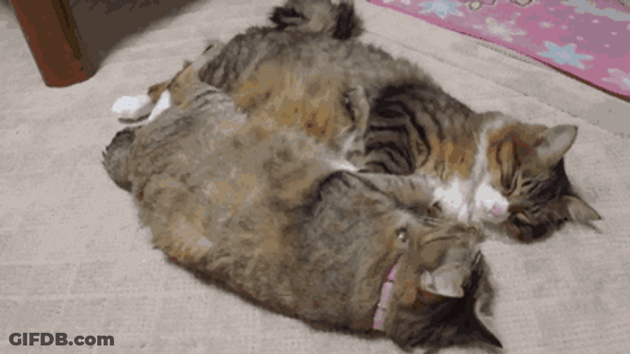 Good Morning Cats Looking GIF
