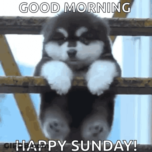 Good Morning Cute Sunday Puppy GIF
