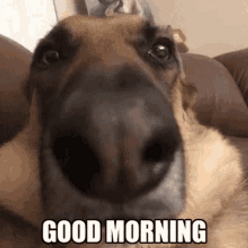 Good Morning Dog Closed Up Nose GIF