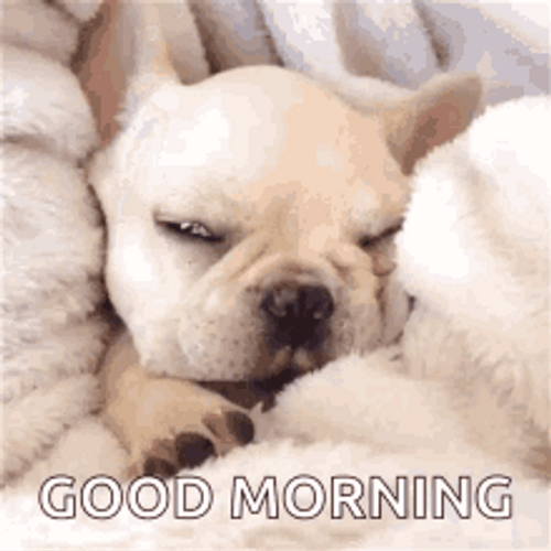 Good Morning Dog Cute Puppy In Sheets GIF