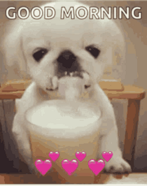 Good Morning Dog Drinking Milk Son Cup GIF