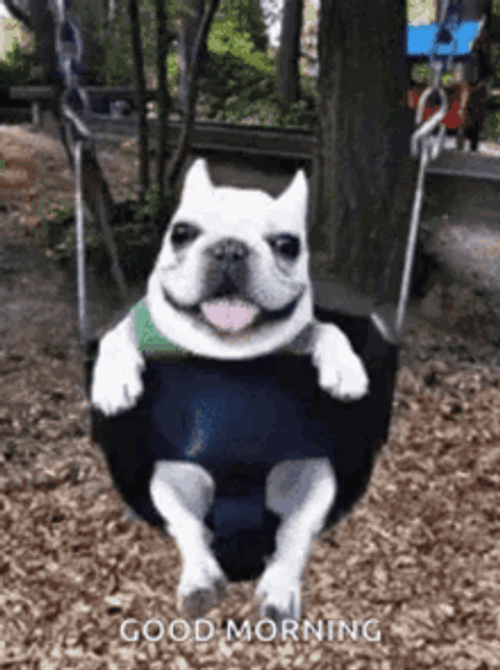 Good Morning Dog On Swing GIF