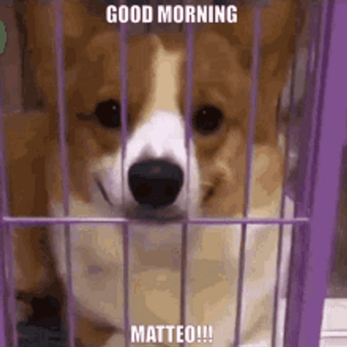 Good Morning Dog Smile GIF