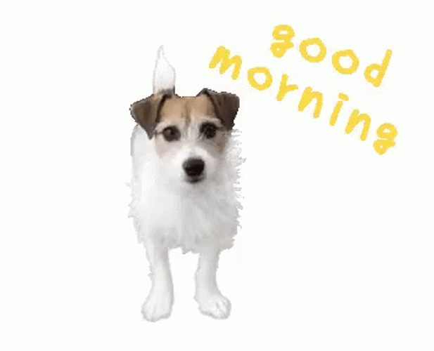 Good Morning Dog Stretching GIF