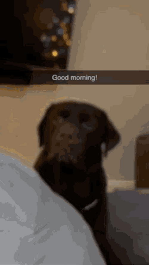 Good Morning Dog Waving Tail GIF