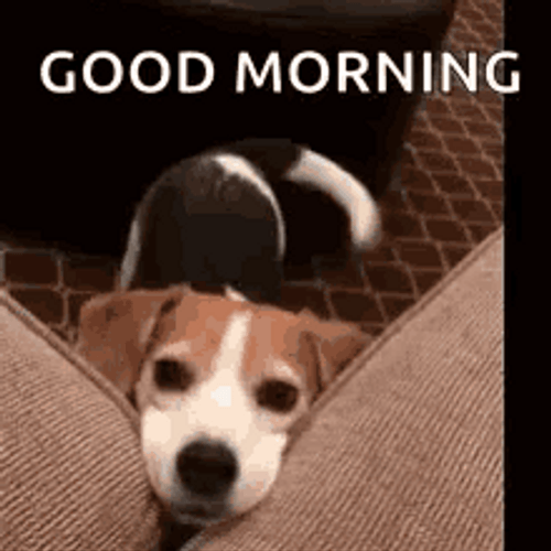 Good Morning Dog Wiggling Tail GIF