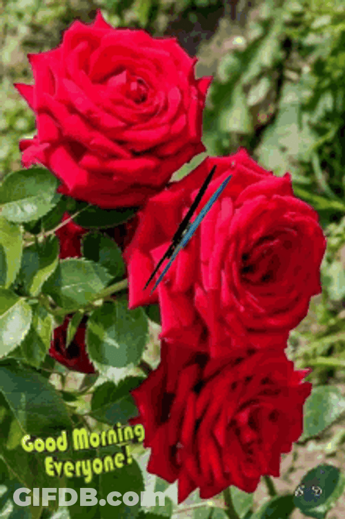 Good Morning Everyone Greetings GIF