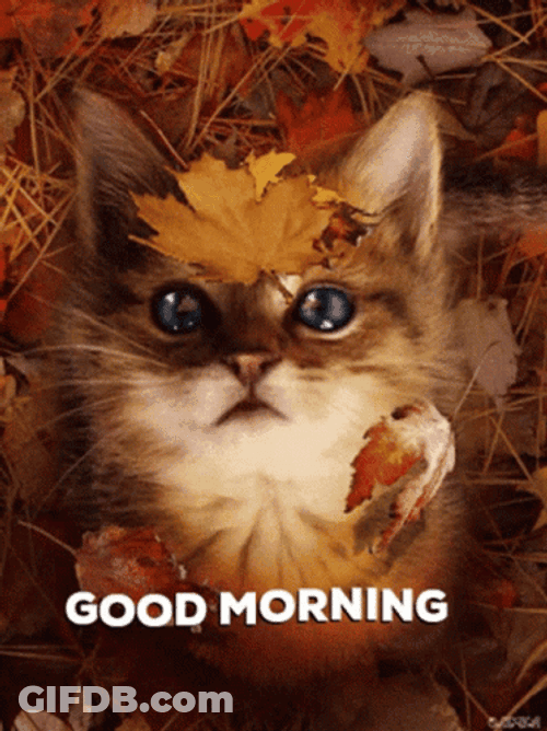 Good Morning Fall Cat Watching Falling Leaf GIF