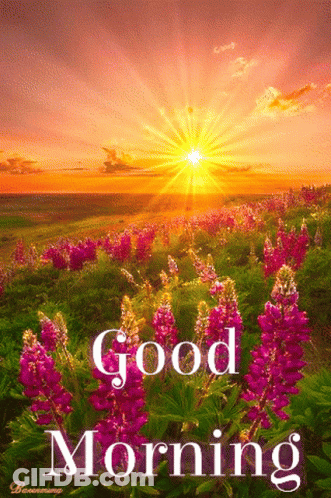 Good Morning Field Of Flowers GIF