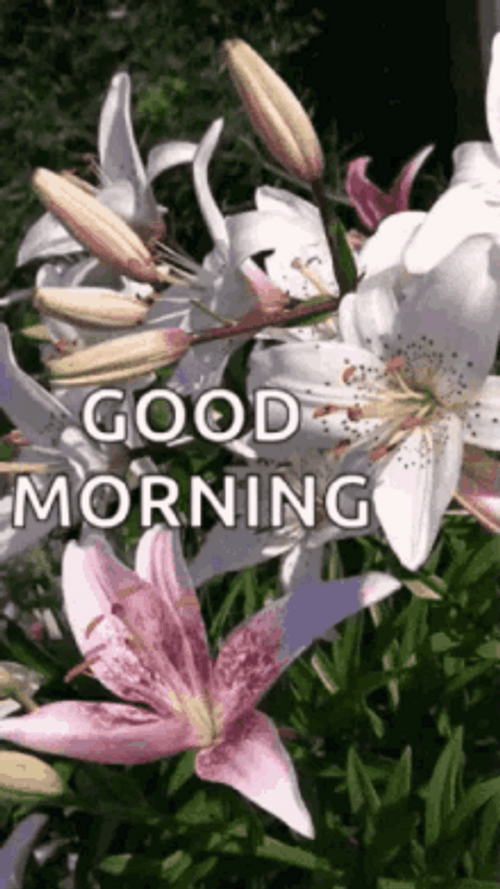 Good Morning Flowers Lilies Moving In The Wind GIF