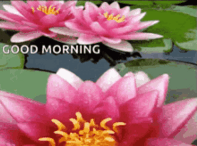 Good Morning Flowers Lotus Plant In Water GIF