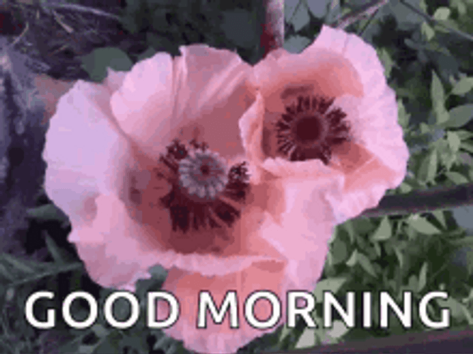 Good Morning Flowers Moving With The Wind GIF