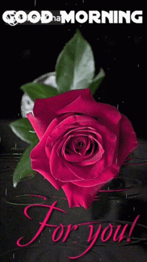 Good Morning For You Pink Rose GIF
