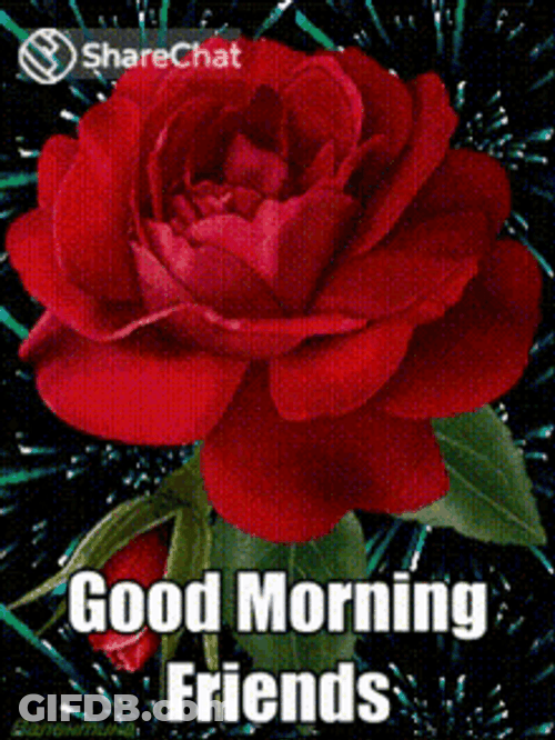 Good Morning Friends Red Rose Shooting Stars GIF