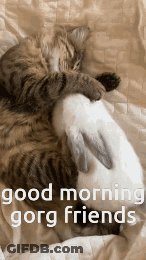 Good Morning Friends Sleepy Cat Cute Rabbit Cuddle GIF