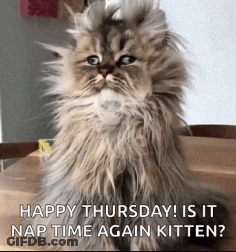 Good Morning Funny Animals GIF
