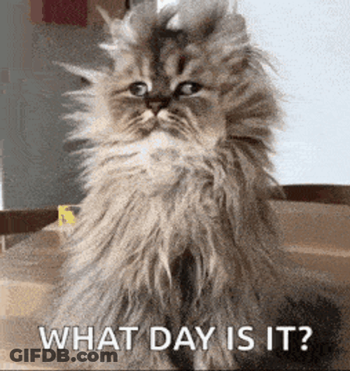 Good Morning Funny Animals GIF