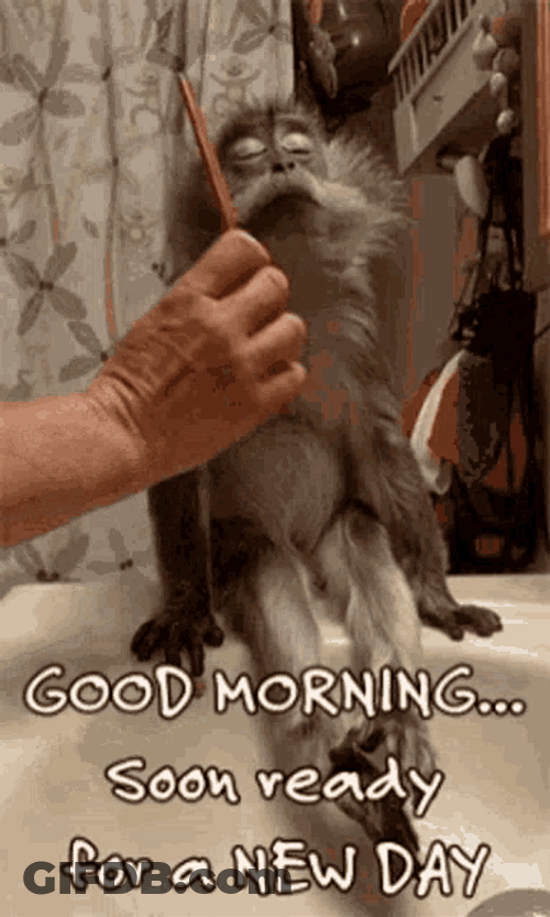 Good Morning Funny Calm Monkey GIF
