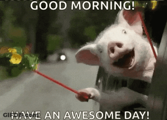 Good Morning GIF