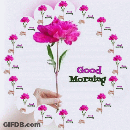 Good Morning GIF