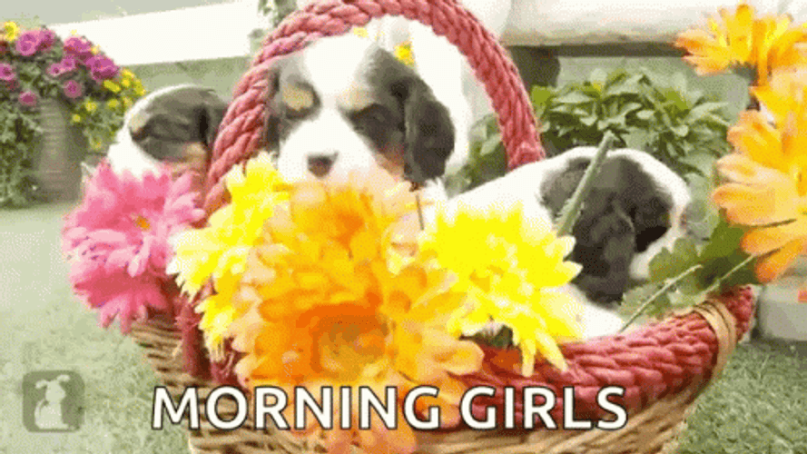 Good Morning Girls Puppies Flower Basket GIF